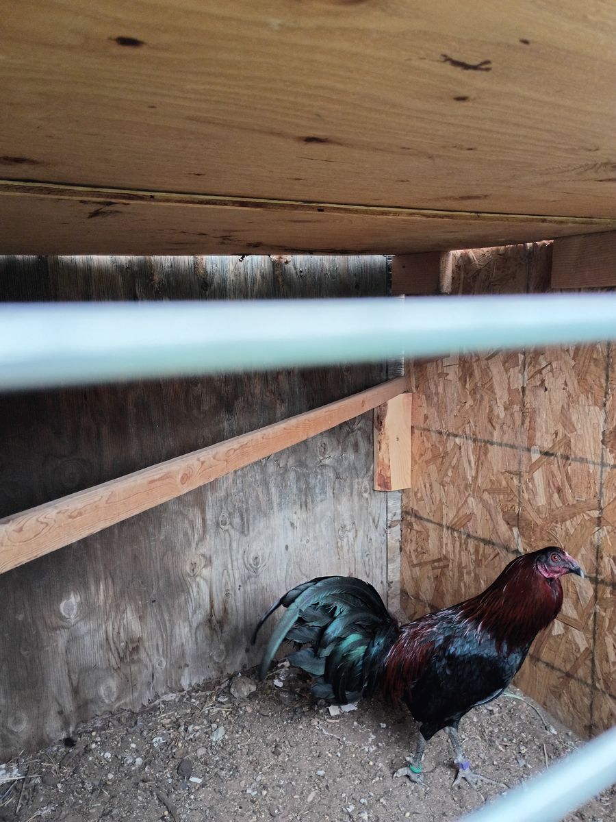 Poultry and game birds