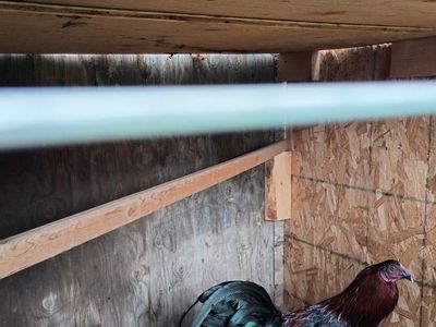 Poultry and game birds