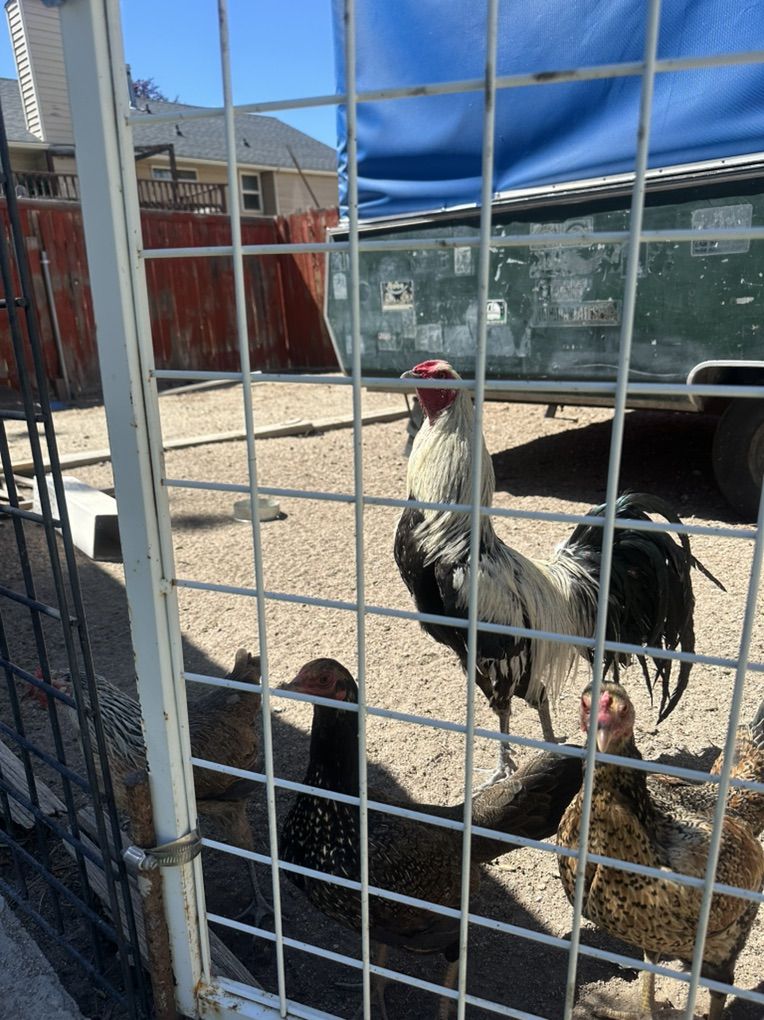 Golden Rooster And Hen