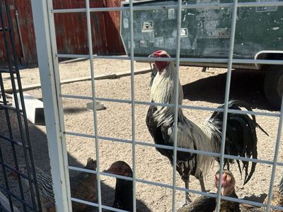 Golden Rooster And Hen