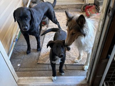 Rough Coat Collie Lab Mix Train For Service Dog