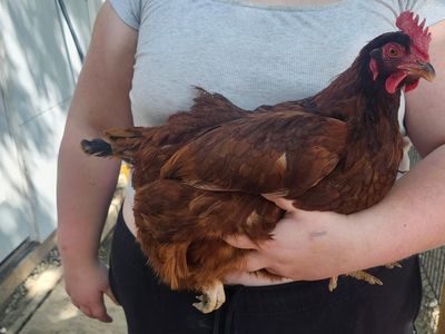 Laying Hens for Sale Mixed Flock $30 ea