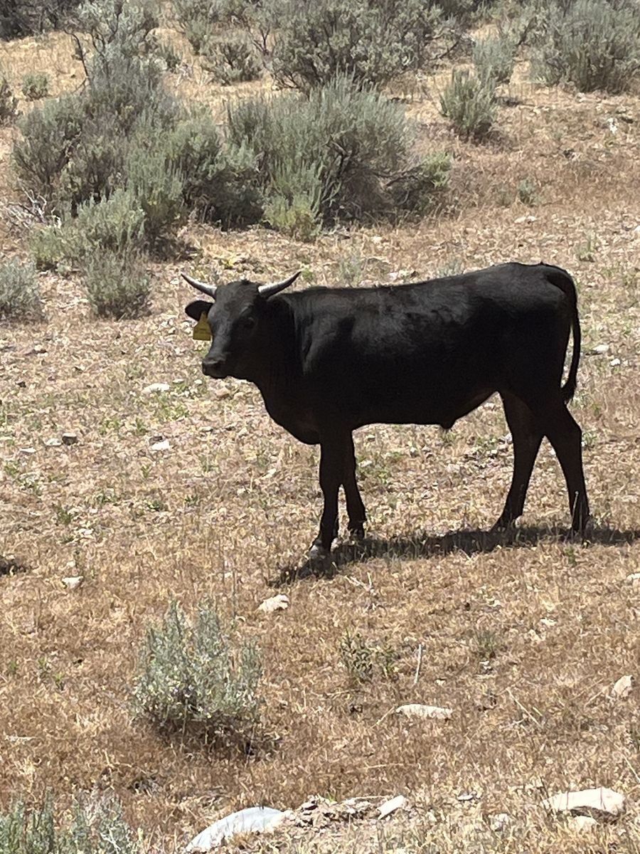 4 Corriente Steers
