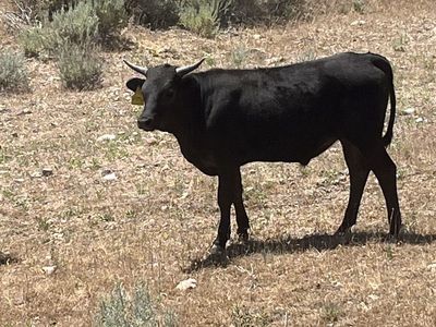 4 Corriente Steers