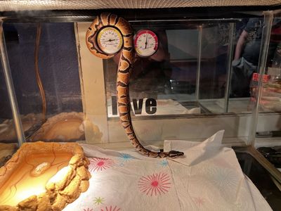 Snake