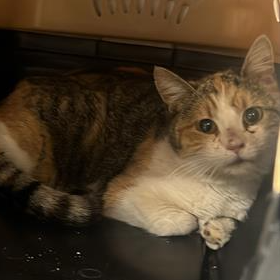 Hello my name is Chippy