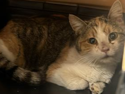 Hello my name is Chippy