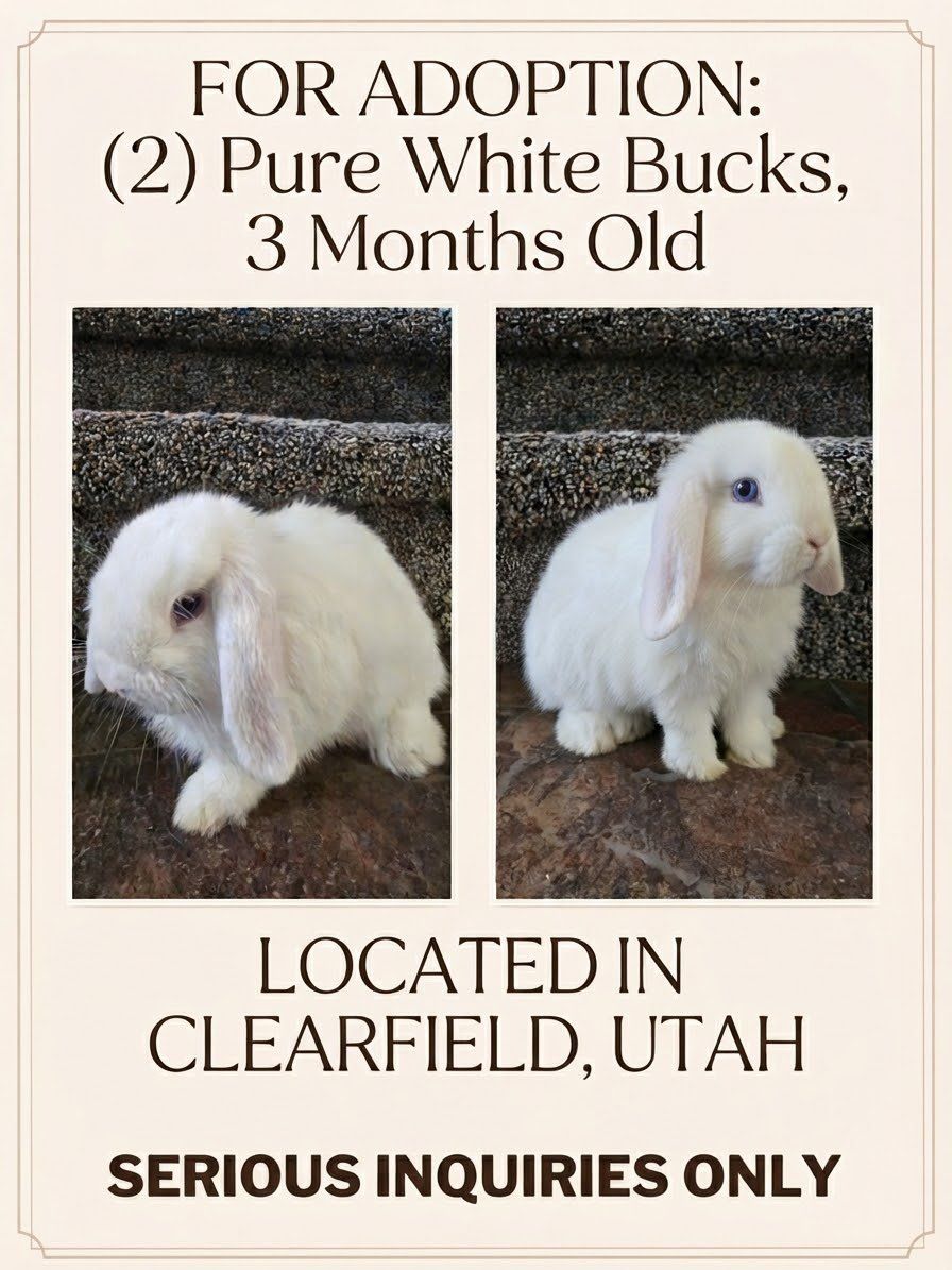 Lop Bucks