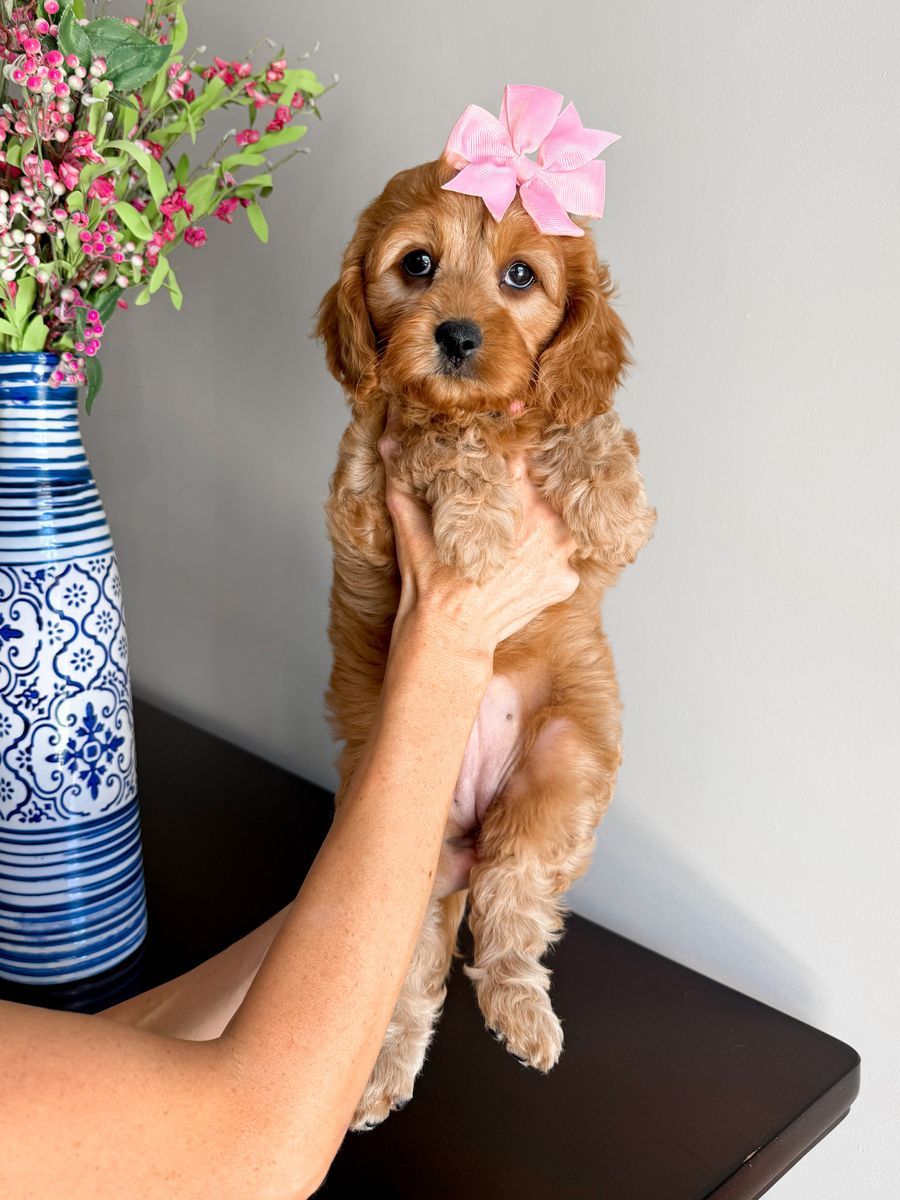 Sweet Cavapoo girl ready to go!
