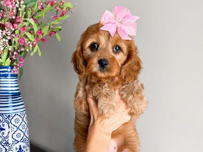 Sweet Cavapoo girl ready to go!