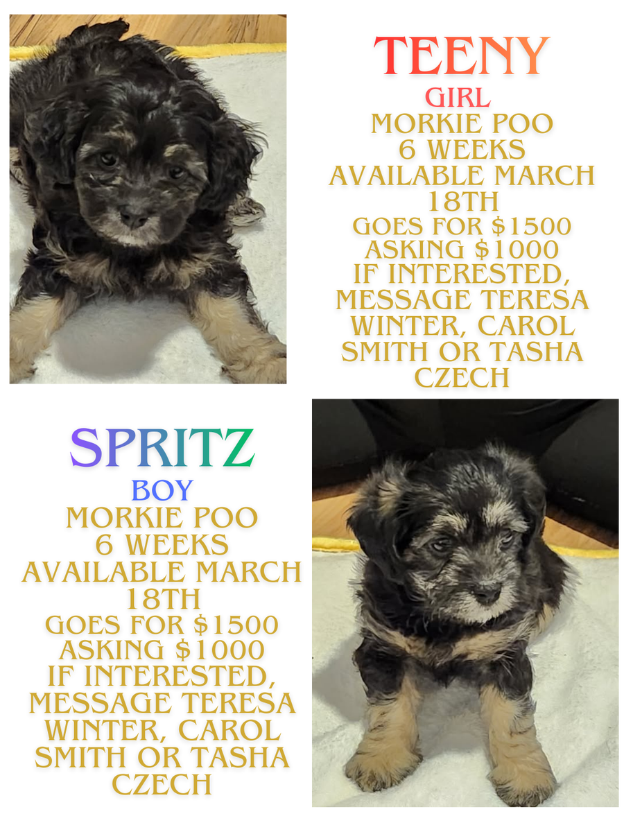 Morkie Poo Puppies Ready for Their Forever Homes