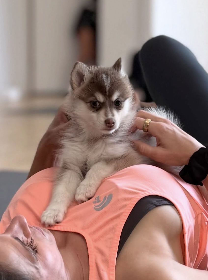 Pomsky Puppies -Fluffy ones available