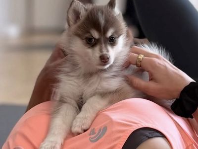 Pomsky Puppies -Fluffy ones available