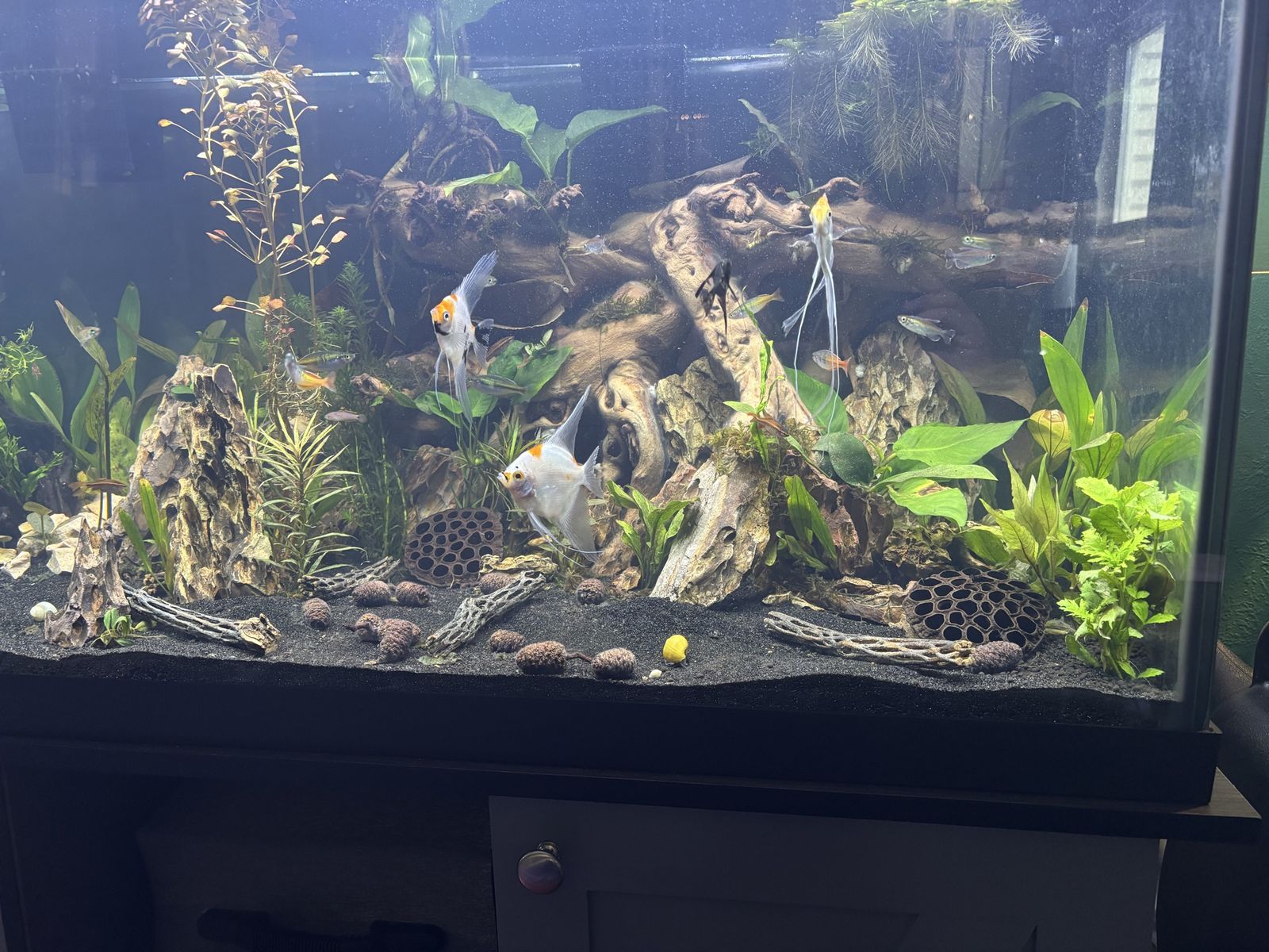 2 Koi Angelfish - Small Adult Size Freshwater Aquarium Fish
