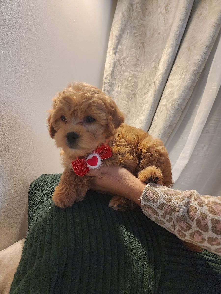 MINI CAVAPOO REDUCED PRICED ADORABLE