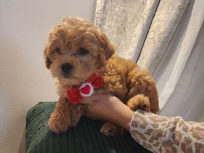 MINI CAVAPOO REDUCED PRICED ADORABLE