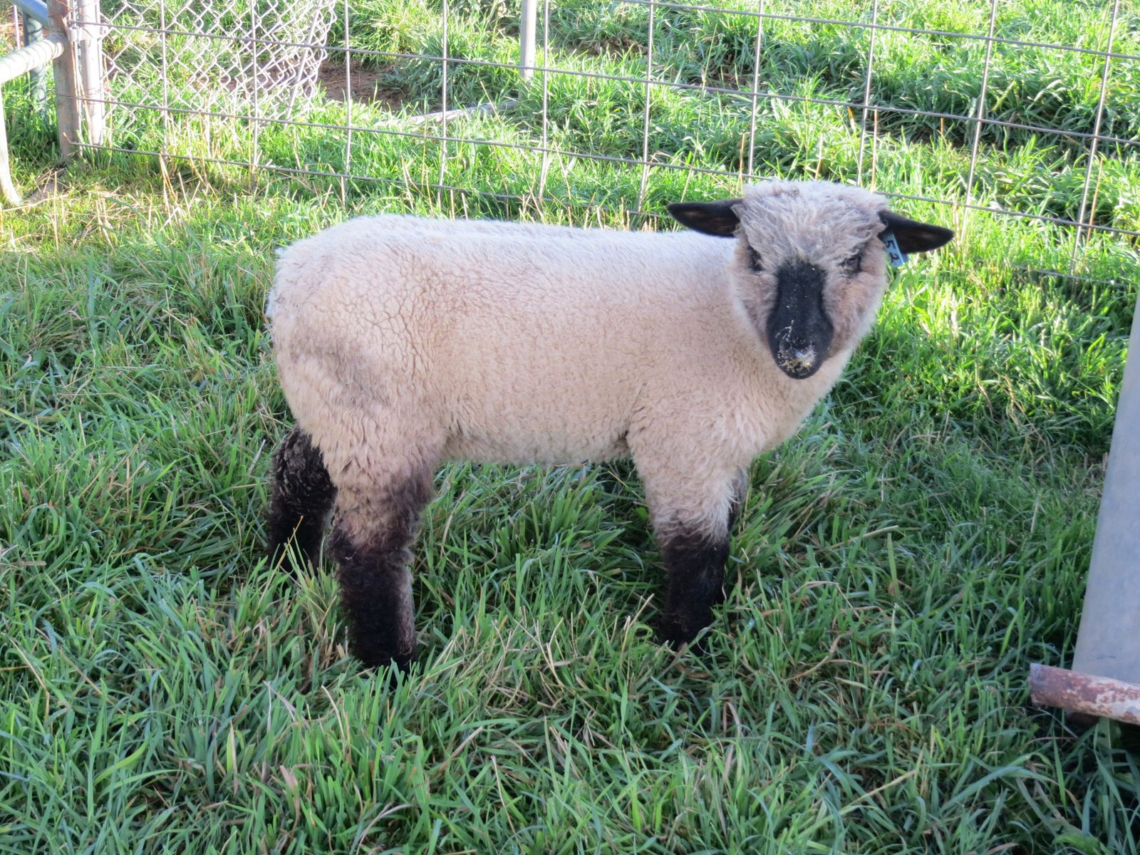 HAMPSHIRE EWE LAMB 275.00