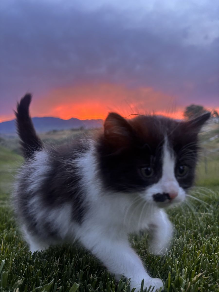 Cute Kittens! Flexible price