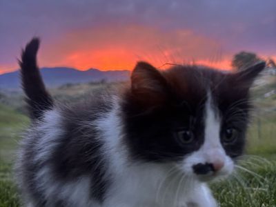 Cute Kittens! Flexible price