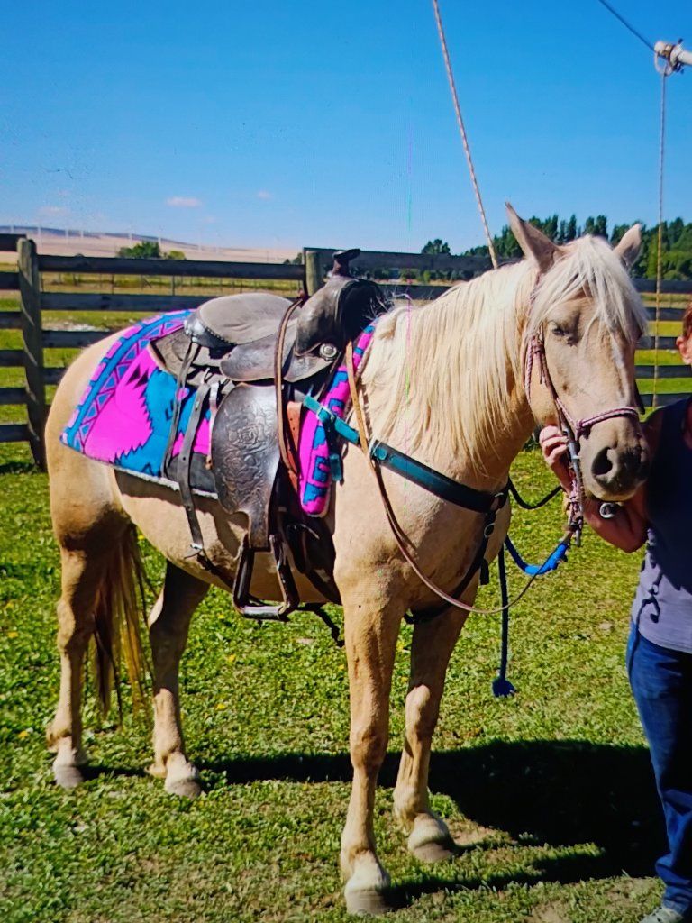 8 yr old palomino mustang mare