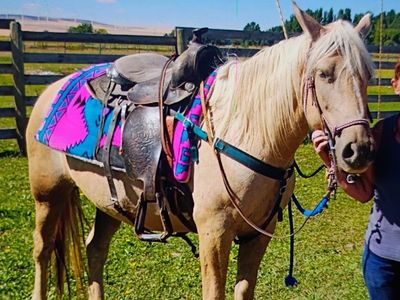 8 yr old palomino mustang mare