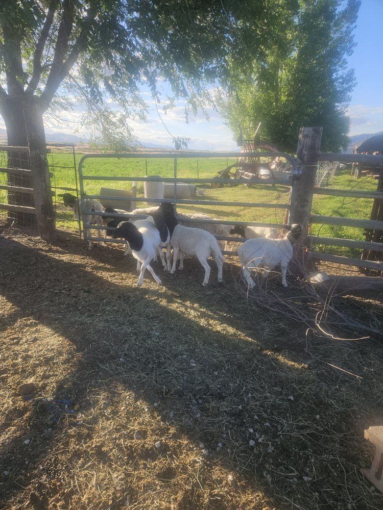Dorper rams