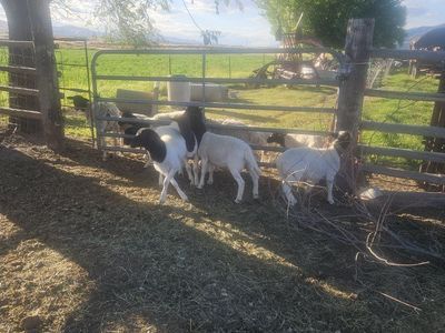Dorper rams