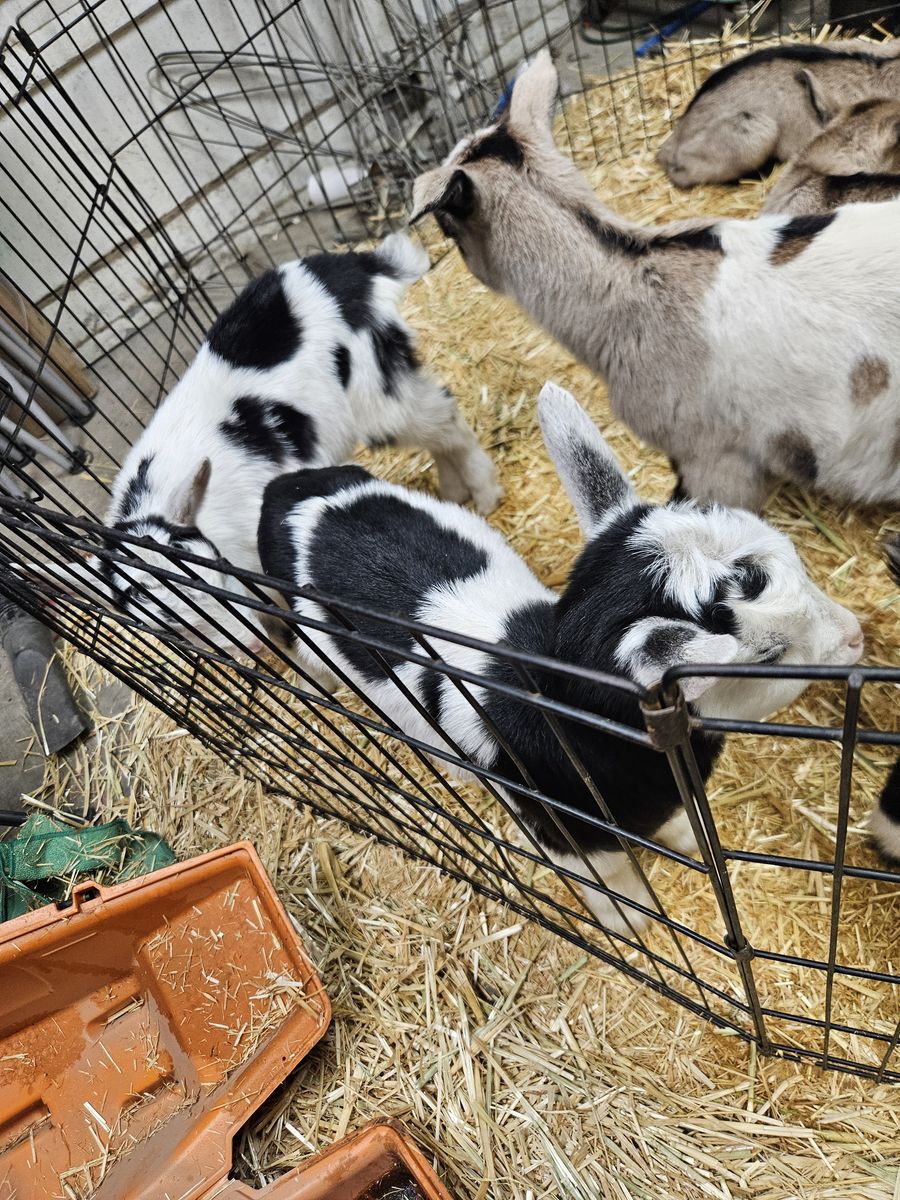 Alpine bottle babies