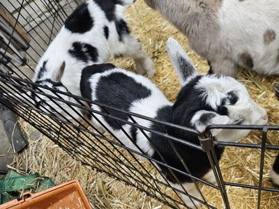 Alpine bottle babies
