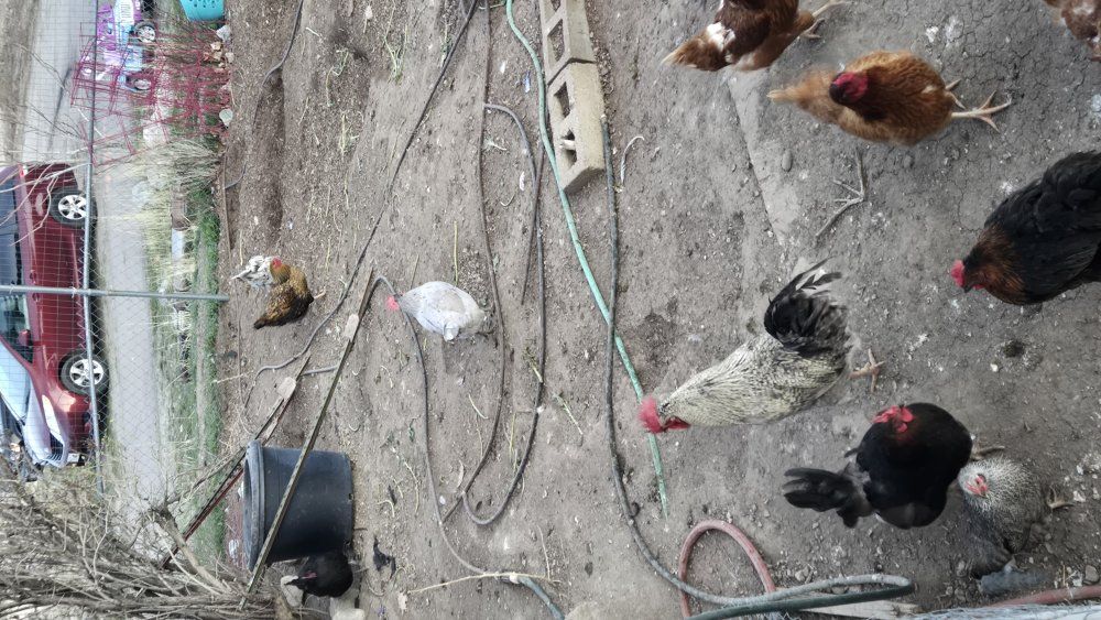 1 year old layers and rooster