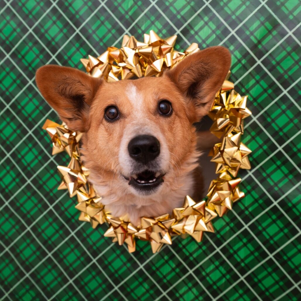 Hello my name is Percy