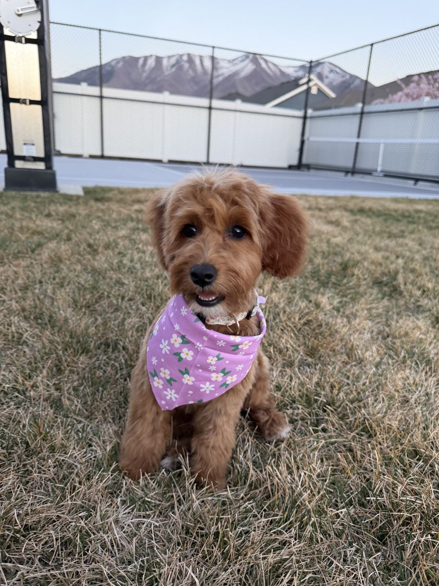 Mini Goldendoodle Puppy – Sweet, Fun & Great With Kids