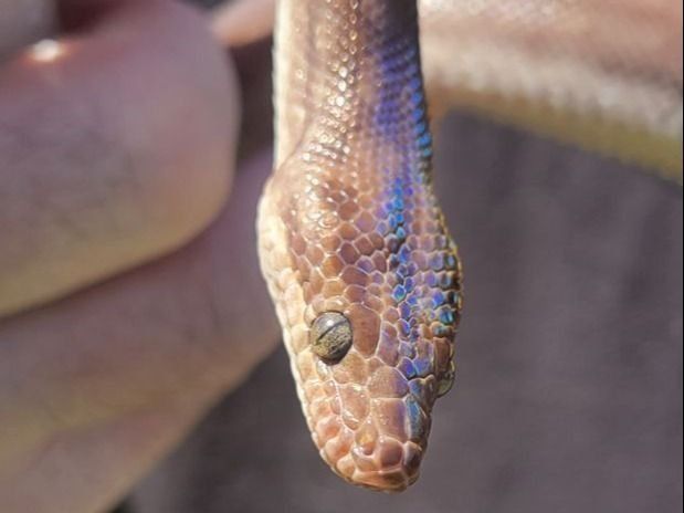 Beautiful Male Columbian Rainbow Boa