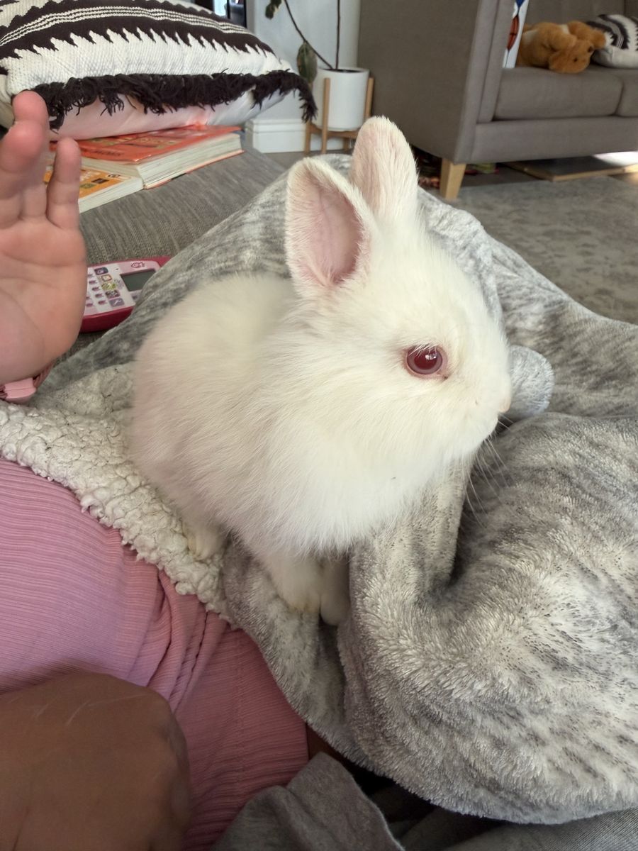 White Albino Tiny Lionhead Mix Male