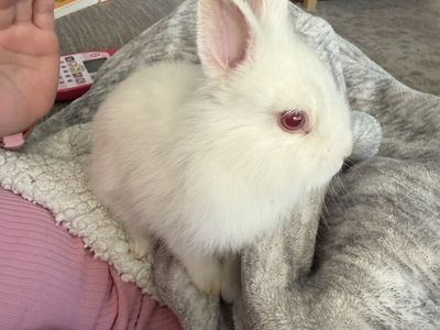 White Albino Tiny Lionhead Mix Male