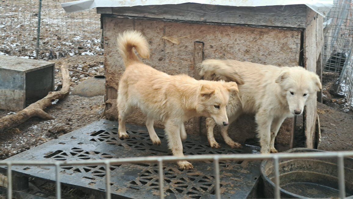 Golden Retriever Husky Goberian