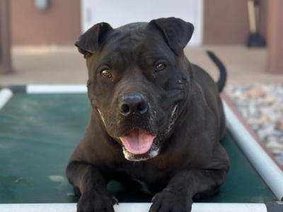 Hello my name is Myrtle