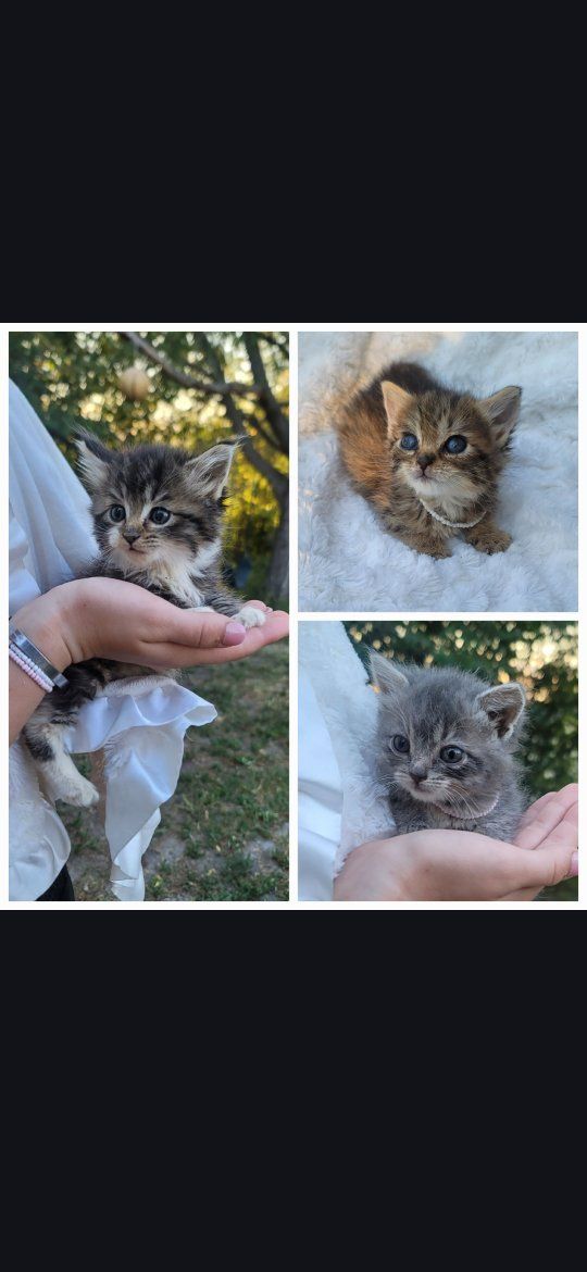 Hand-Raised Foster Kittens Seeking Their Forever Homes