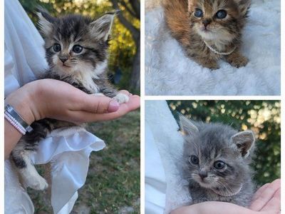 Hand-Raised Foster Kittens Seeking Their Forever Homes
