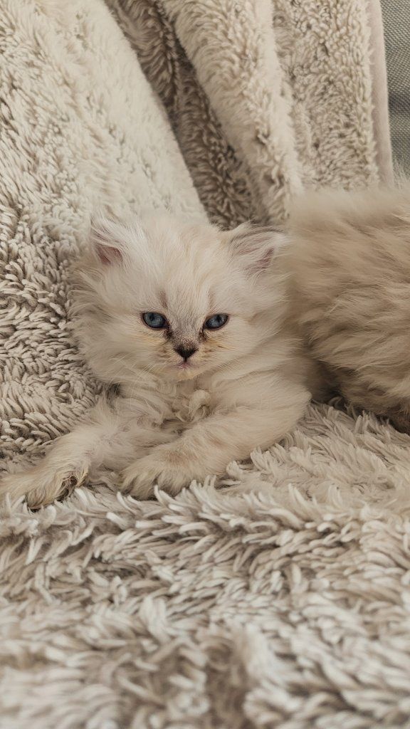 Persian Kittens for sale