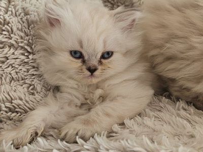 Persian Kittens for sale