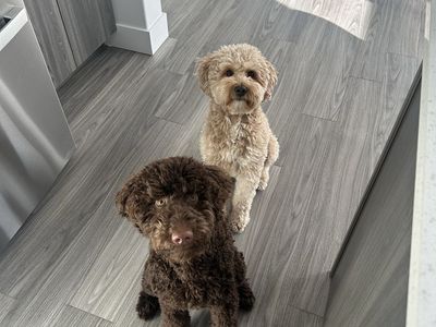 Goldendoodle Brown