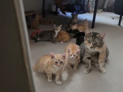 kittens calico, Orange Tabby Kittens - Ready for Adoption