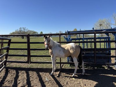 Yearling paint colt