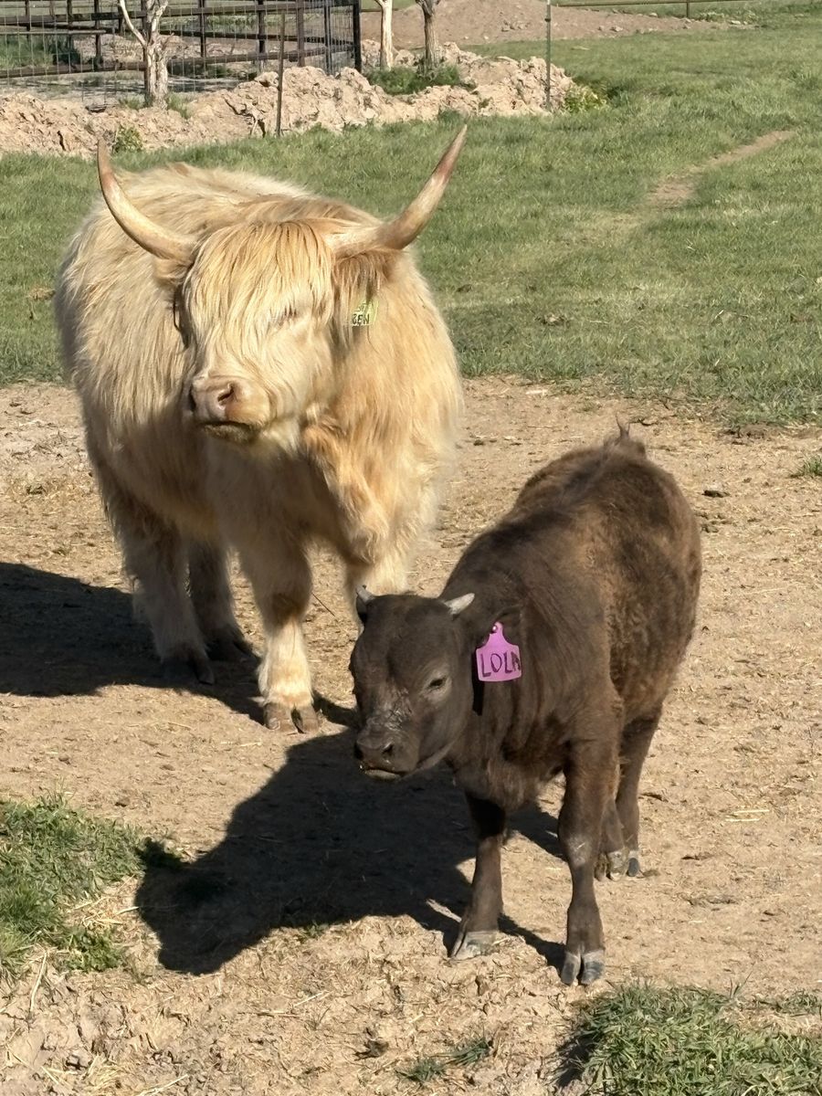 Mini Highland heifer