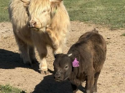 Mini Highland heifer
