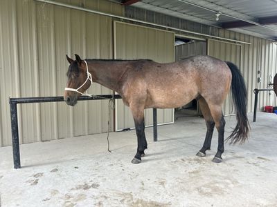 Nice coming 3 year old AQHA bay roan gelding