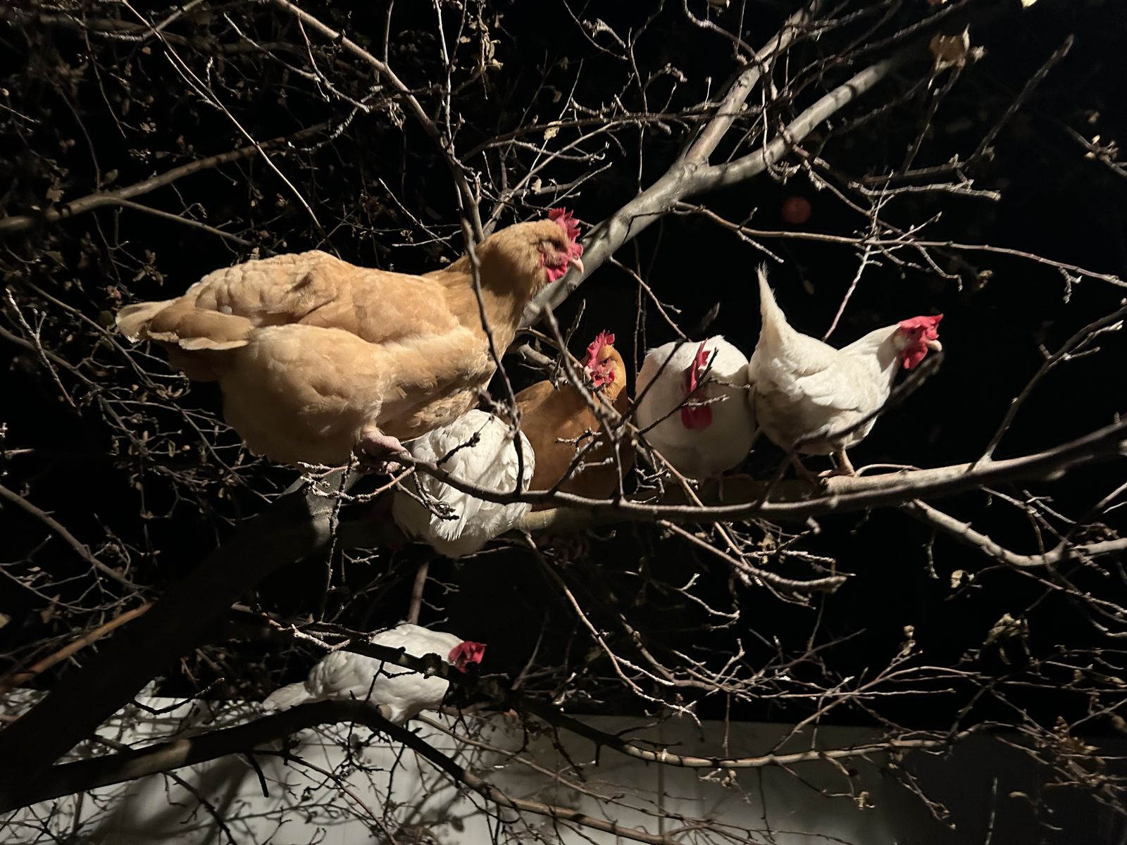 FOUR CHICKENS FOR SALE
