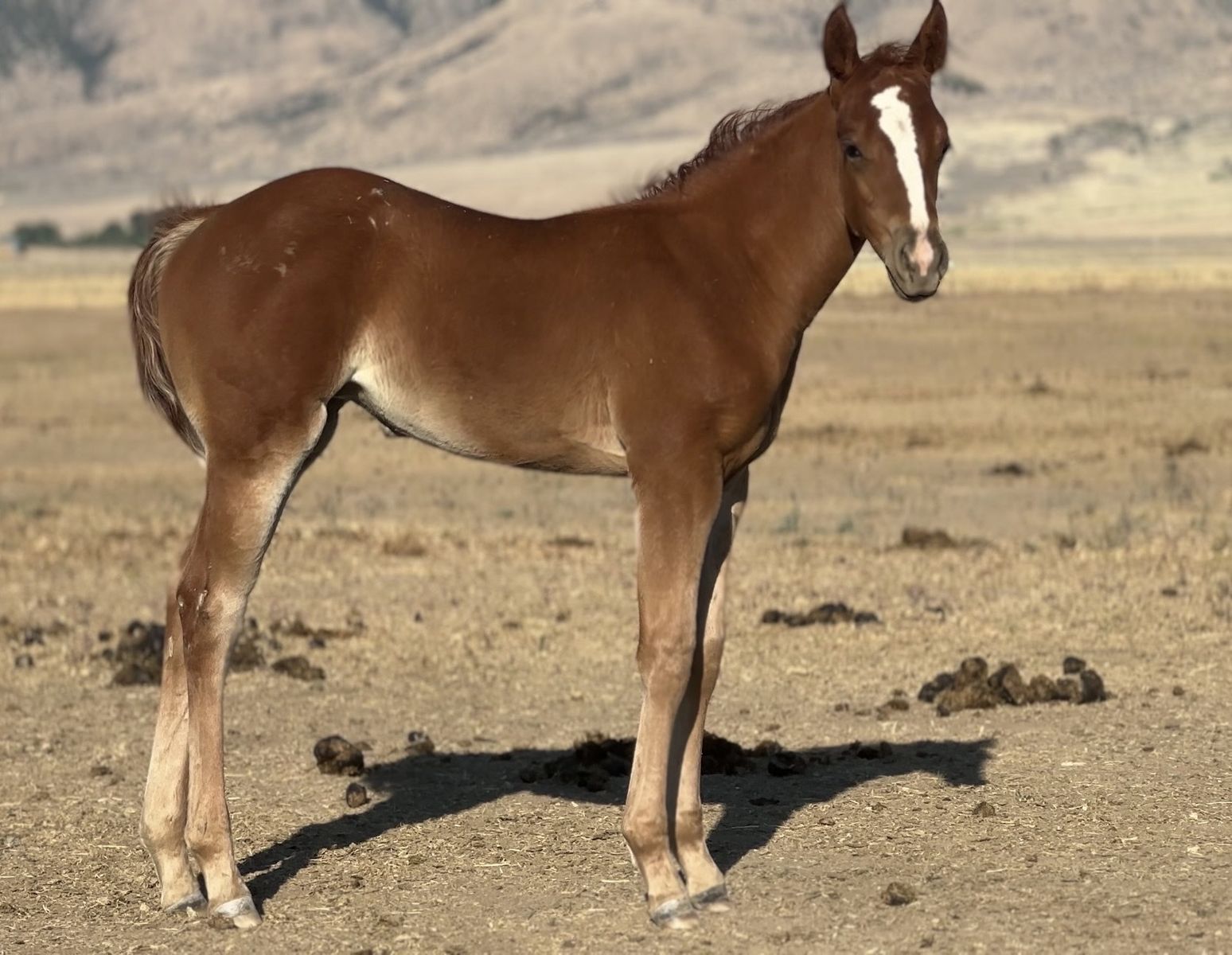Nu Chex To Cash/Paddys Irish Whiskey Filly