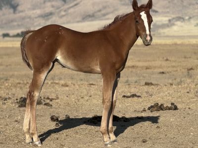 Nu Chex To Cash/Paddys Irish Whiskey Filly